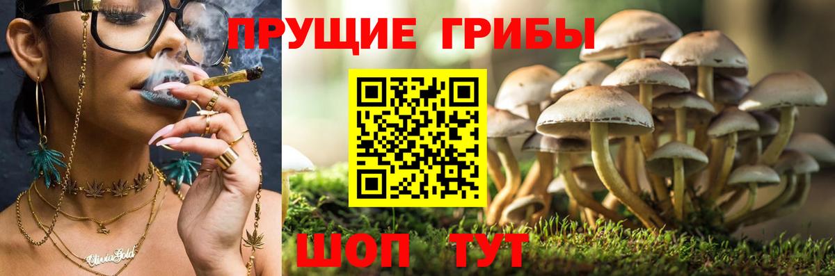 Псилоцибиновые грибы MAGIC MUSHROOMS  Вход с VPN  Белая Калитва  Галлюциногенные грибы GOLDEN TEACHER 